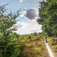 Balades en forêt et sylvothérapie