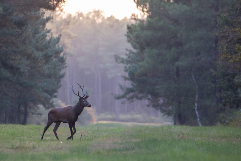 Traversant une jolie clairière au début de l'automne, le cerf est prêt à faire retentir son cri puissant : en Touraine, comme en Sologne ou autour de Chambord, le brâme du cerf marque le début de la saison des amours pour ces grands cervidés. Indre et Loire, Région Centre Val de Loire, France.