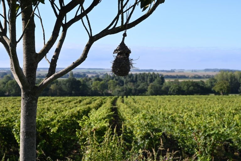 Domaine Grosbois-6