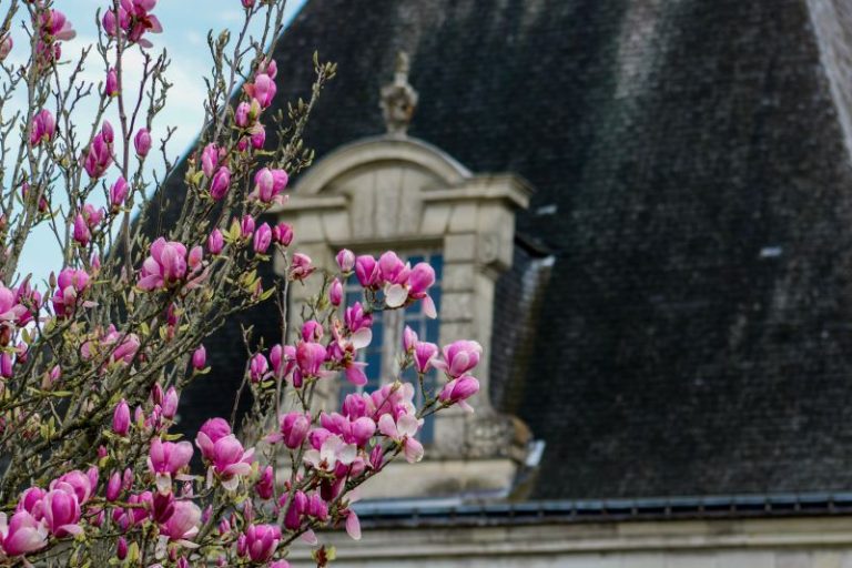 Château, parc et jardins d’Azay-le-Ferron-1