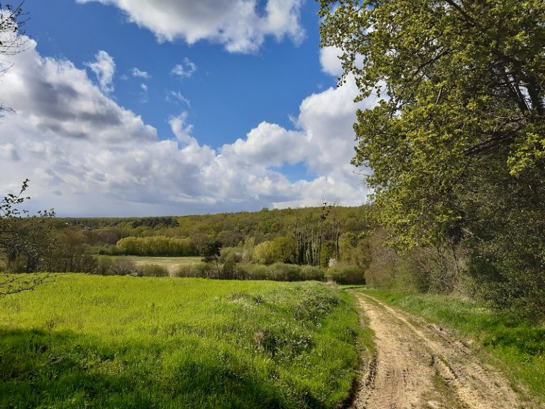 Entre osier et troglos-1