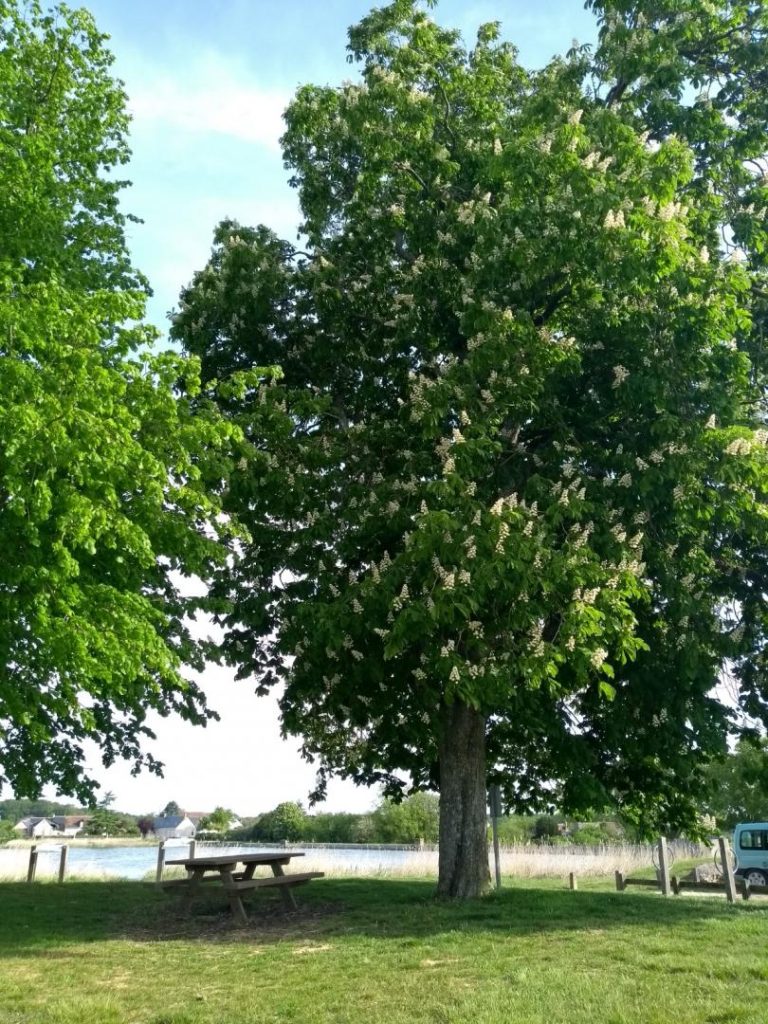 L’Etang des Roseaux-45