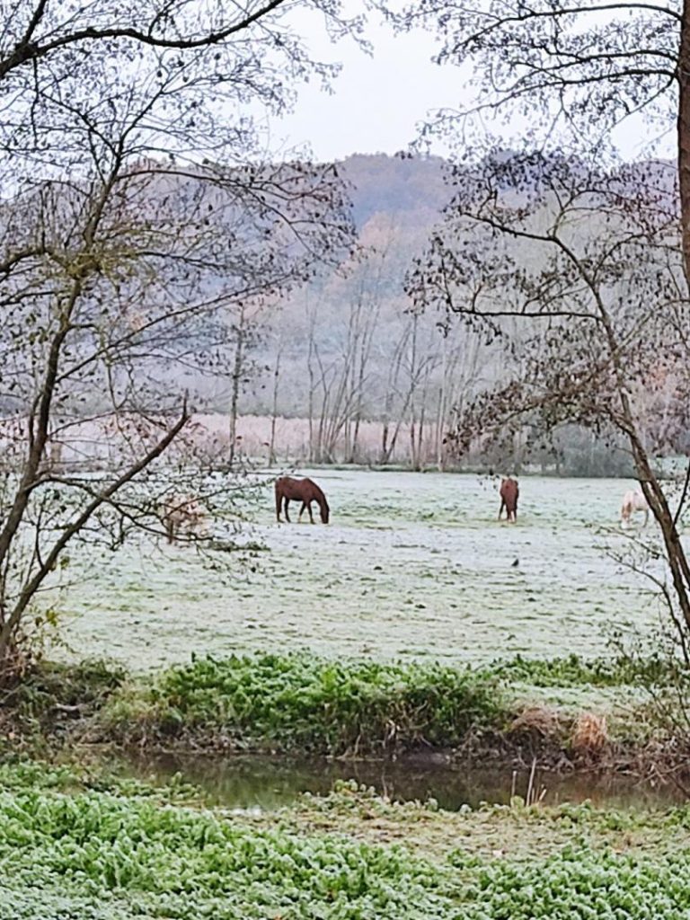 Le Moulin de Mondoux-35