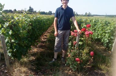 Dans les vignes