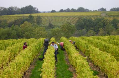 Domaine Sylvain Gaudron