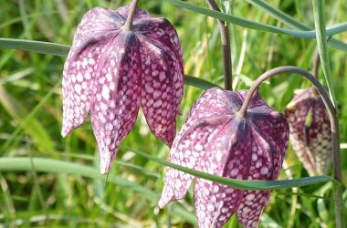 FRITILLAIRE-PINTADE