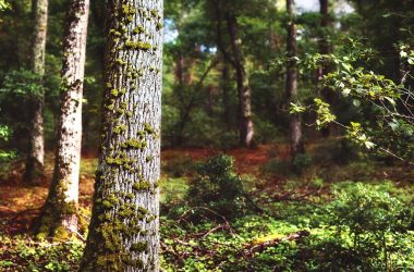 Les murmures de la forêt – Boucle vélo 44 en Touraine