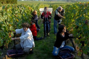 Maison Audebert – Vendanges en famille – Bourgueil, France.