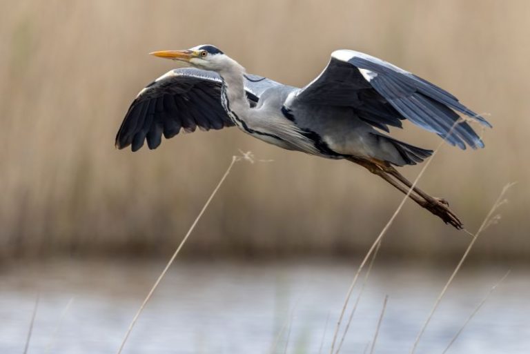 Visites nature au bord du Cher par la LPO-1