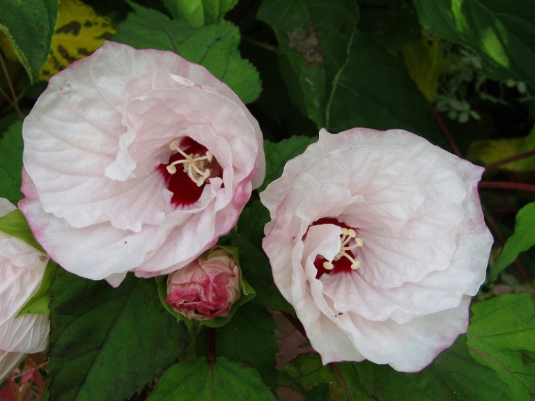 Le Jardin de Mireille en Touraine Angevine-13