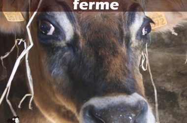 Les animaux de la ferme