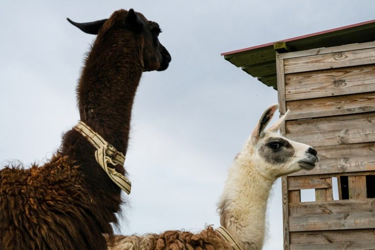 La Ferme Pédagogique Insolite et La Végétalerie-3