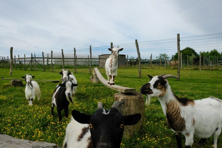 La Ferme Pédagogique Insolite et La Végétalerie-2