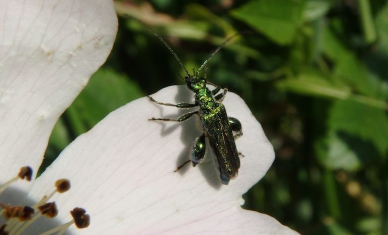 Coléoptères et compagnie-1