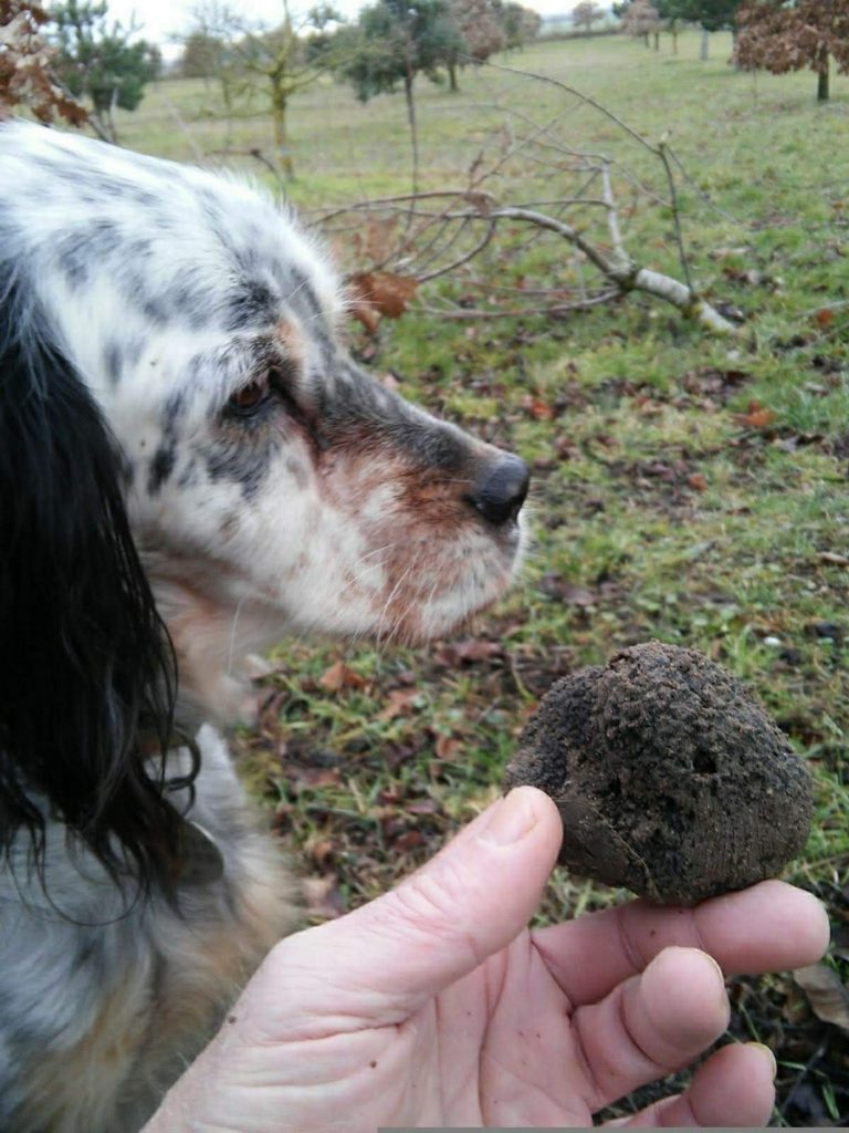 Touraine Truffes et Safran-23