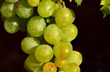 Grappe vigne Touraine Azay-le-Rideau