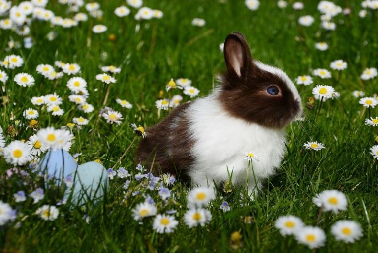 Activité autour des lapins-1