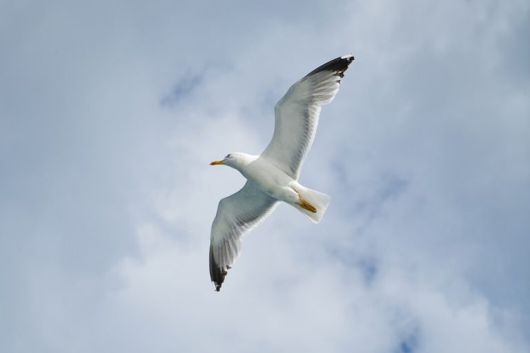 Les jeudis de l’écologie – Symphonie ligérienne : pour la protection des sternes et des hérons à Tours-1