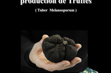 Marché aux truffes