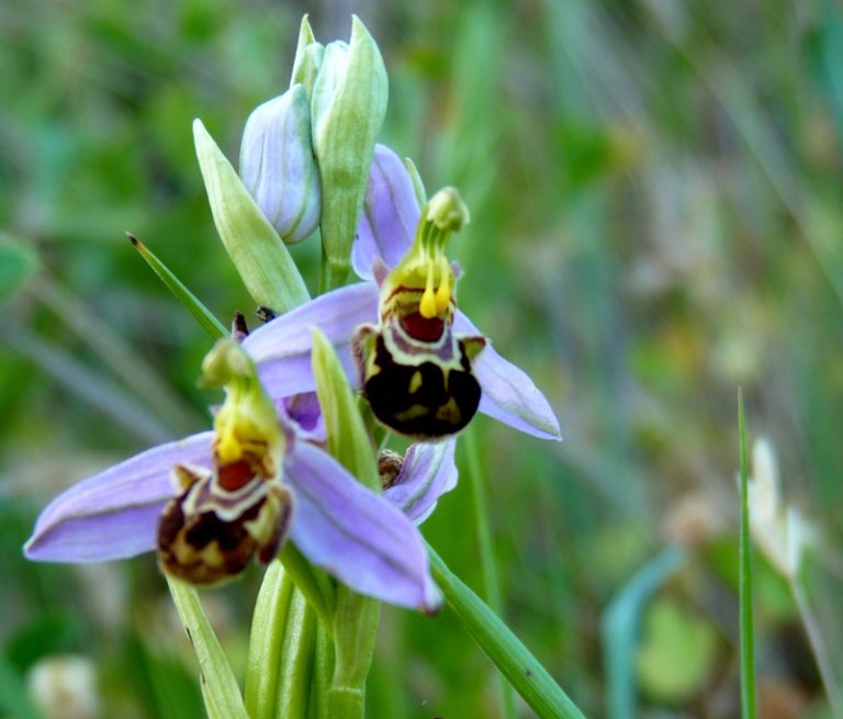 A la quête des Orchidées et petites bêtes-1