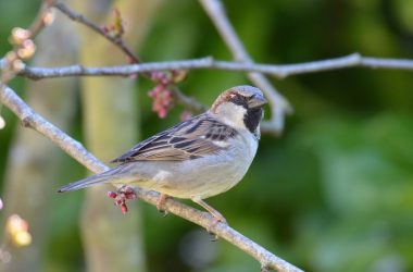 ottn-2024-atlas biodiversite – Bourgueil – 13122024