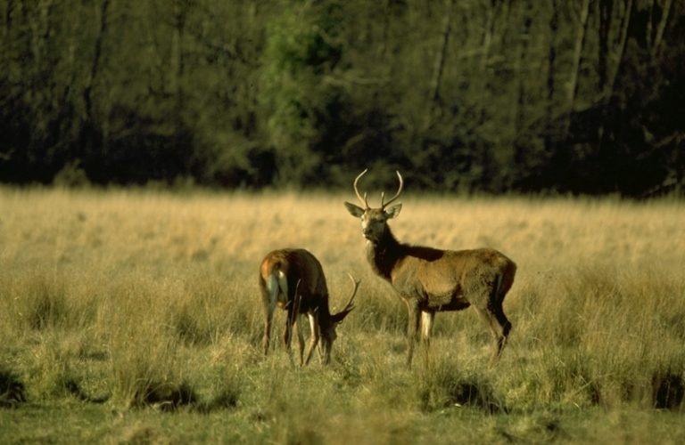 Les amours du cerf-1