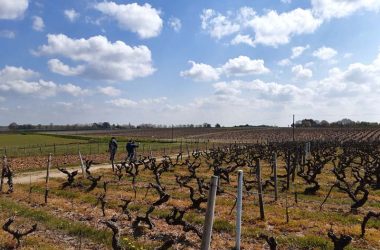 Sentier de randonnée de Rochecorbon – Entre Loire et vignes