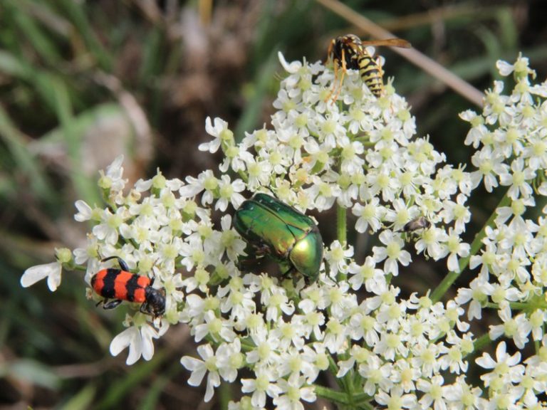 Sortie  » Insectes et plantes sauvages « -1