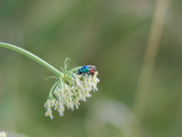 Sortie  » Insectes et plantes sauvages « -2