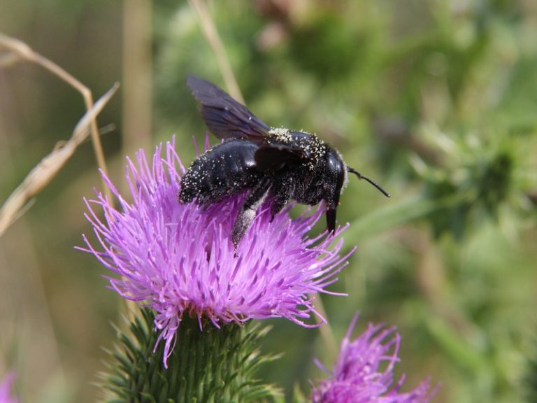 Sortie  » Insectes et plantes sauvages « -3