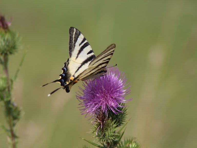 Sortie  » Insectes et plantes sauvages « -4