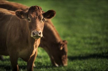 vache-visite-ferme-loches-valdeloire